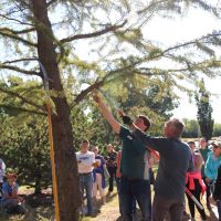 Master Gardeners gather around a tree to learn about proper pruning